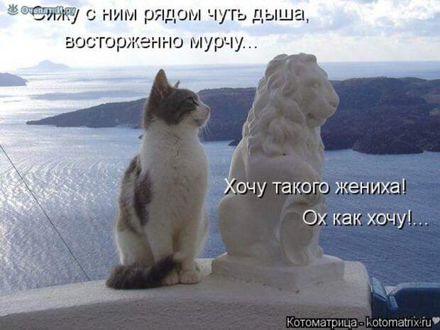 Смешные кошки в котоматрице 17