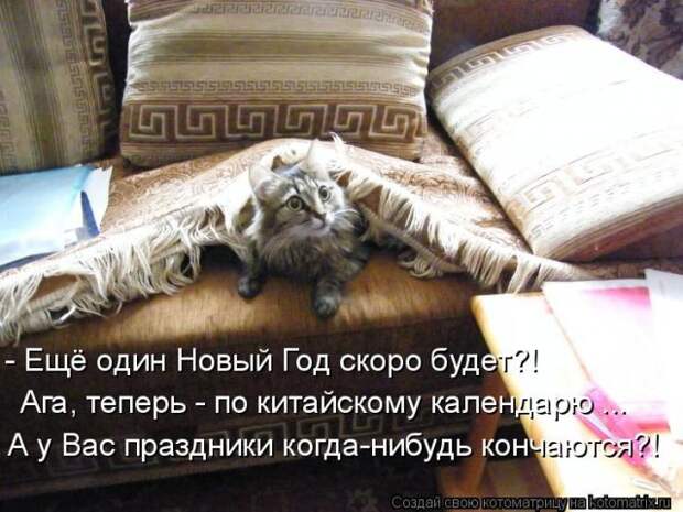Лучшие котоматрицы недели (50 фото)