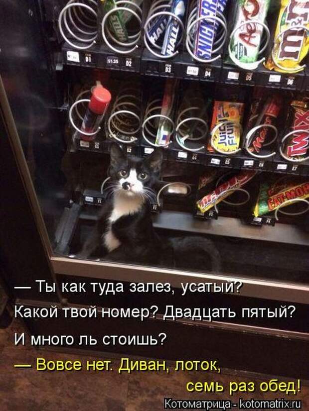 Котоматрицы(картинки с надписями)