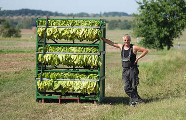 На Кубань завезли почти 300 тонн импортного табака с опасным вредителем