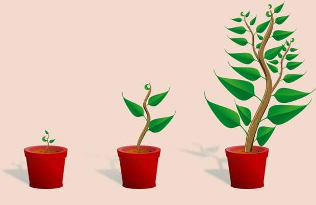 Почему растения растут вверх против силы тяжести?