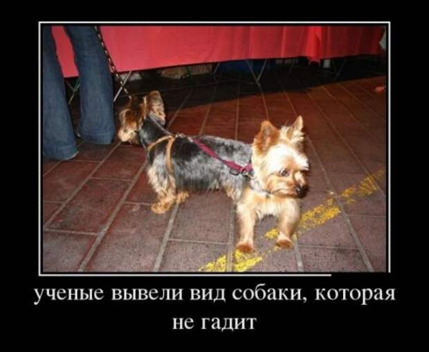 Демотиваторы (35 шт)