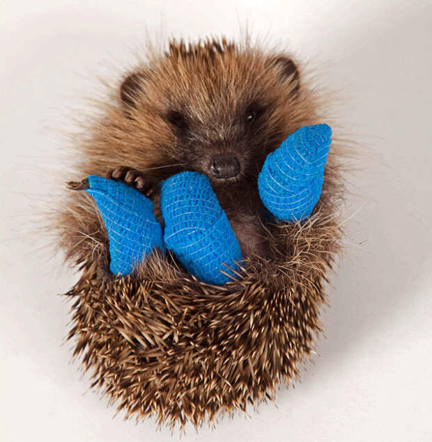 animals-in-tiny-casts-4-58009393556c5__605