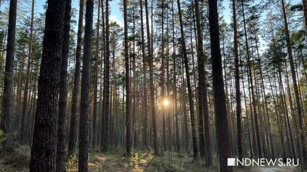 На восстановление сгоревших лесов на Урале потребуется больше ста лет