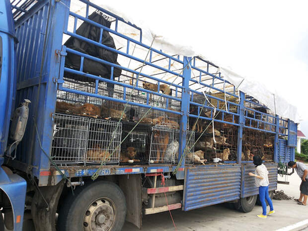 Нарушителям закона грозит штраф в размере 1600 - 8000 долларов Тайвань, животные, запрет, кошка, мясо, собака