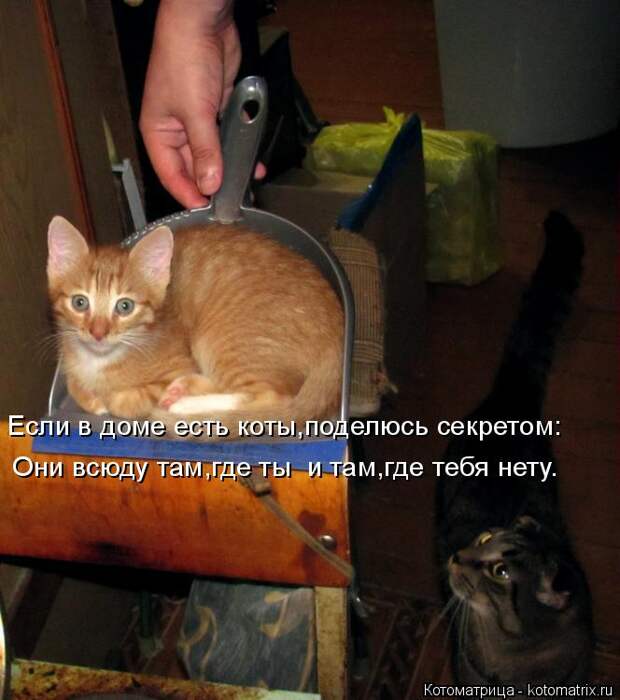 Котоматрица: Если в доме есть коты,поделюсь секретом: Они всюду там,где ты  и там,где тебя нету.