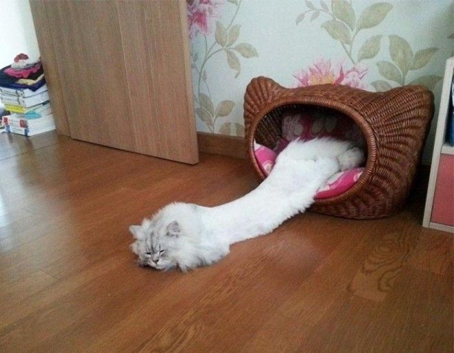 20 смешных фотографий кошек доказывающие, что они жидкие жидкие кошки Растаявшие коты доказательство того что коты жидкие