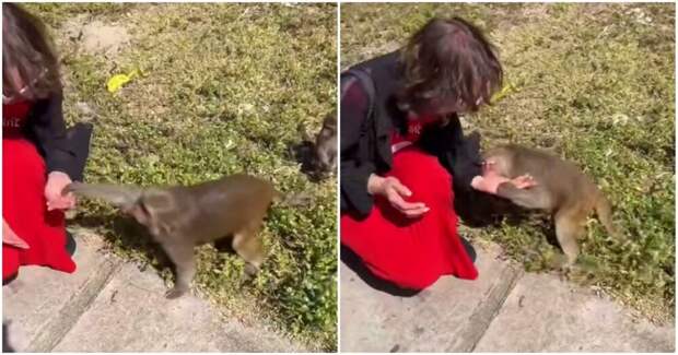 Обезьяна укусила туристку во Вьетнаме