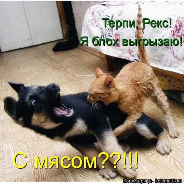 Котоматрицы (картинки с надписями)