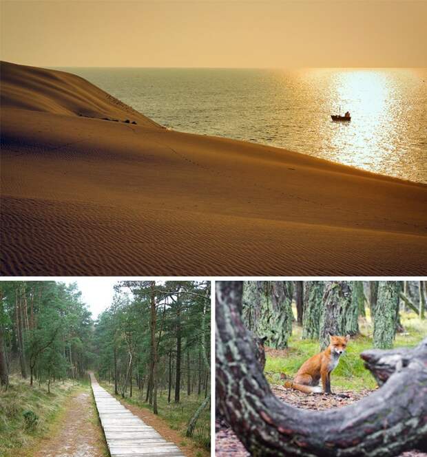 3. Куршская коса пейзажи, путешествия, росия