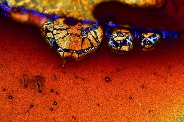 Победители конкурса микрофотогарфии Small World Photomicrography 2016