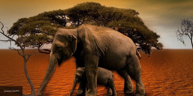 В Кении браконьеры убили уникального африканского слона Сатао II