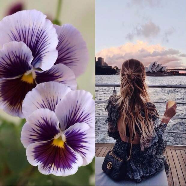 Анна цветок