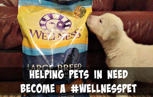 Helping Pets in Need Become a #WellnessPet