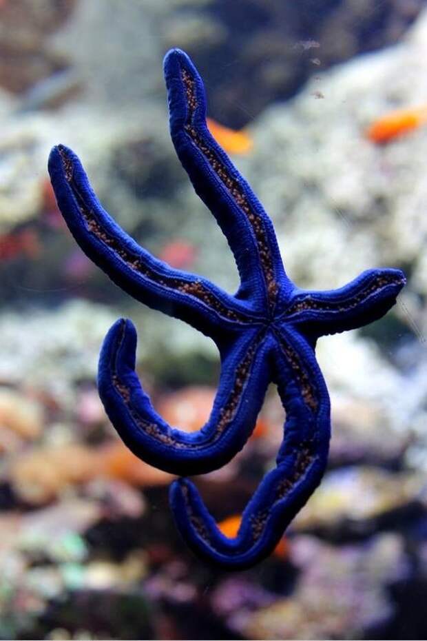 Несмотря на то, что морские звёзды живут под водой, у них отсутствуют жабры. интересное, морские звезды, факты, фауна