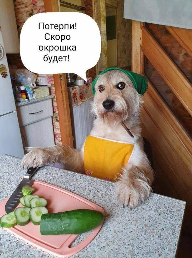 картинки прикольные смешные 1