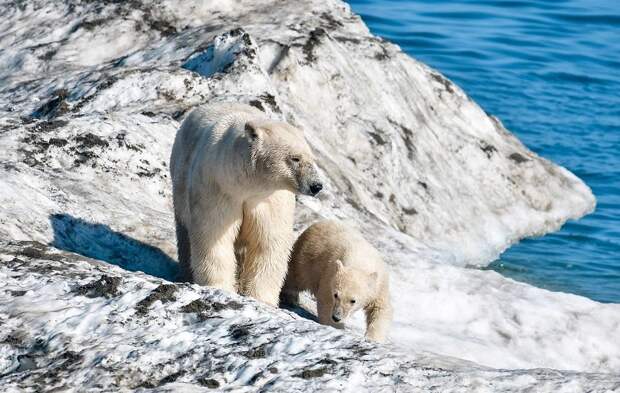 Токсичные вещества в арктических льдах угрожают жизни белых медведей