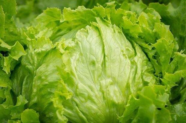 Подсказали, какой кочанный салат самый вкусный и теперь выращиваю его каждый год