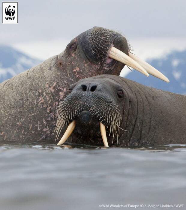 Самые красивые пары в мире животных wwf, День всех влюблённых, животные, мимими
