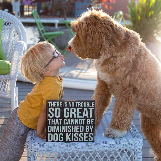 foster-child-labradoodle-dog-book-buddy-reagan-5