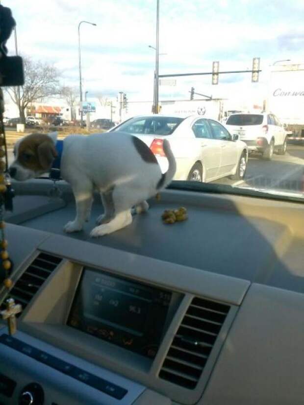 Животные, которым все равно