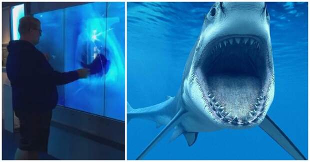 Дотрагивайся на свой страх и риск! Большая акула атаковала посетителя в музее шпионажа акула, видео, испуг, музей шпионажа, прикол, страх, экран