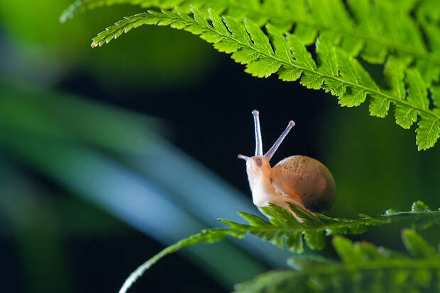 In The Depths Of The Forest In The Depths Of The Forest
