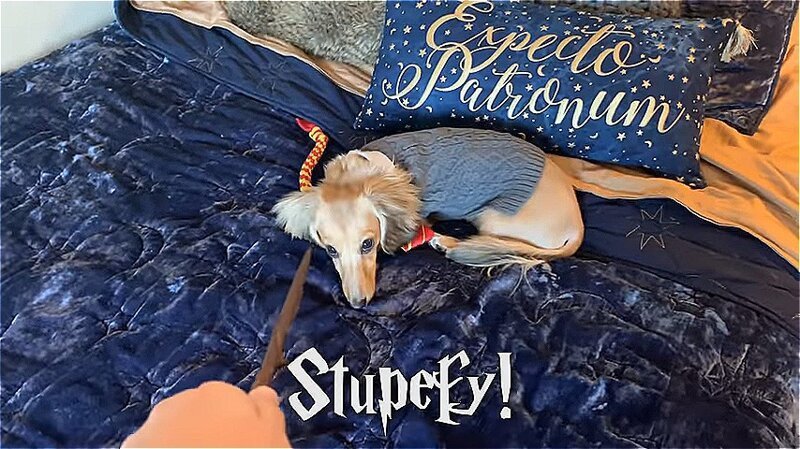 Остолбеней (окаменей) (Stupefy) - оглушающее заклинание. Противник ненадолго ввергается в шок и не в состоянии что-либо предпринять Дрессированная собака, гарри поттер, дрессировка, забавное видео, заклинания, собаки, трюки, хозяин и пес