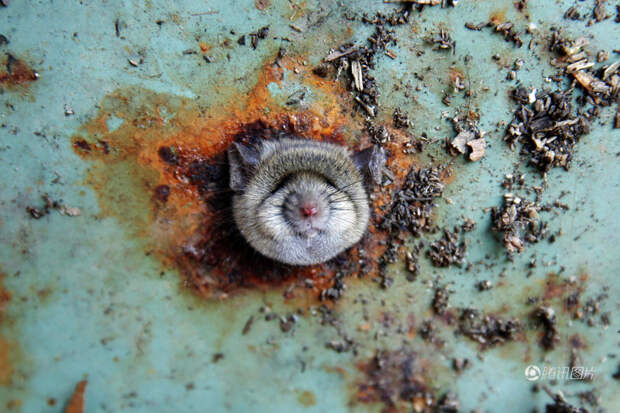 Фото крысы, высовывающей голову из отверстия — бесценно  жвиотные, крыса