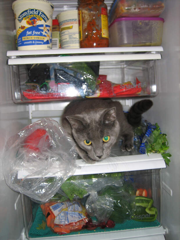 catfridge05 Коты в холодильниках