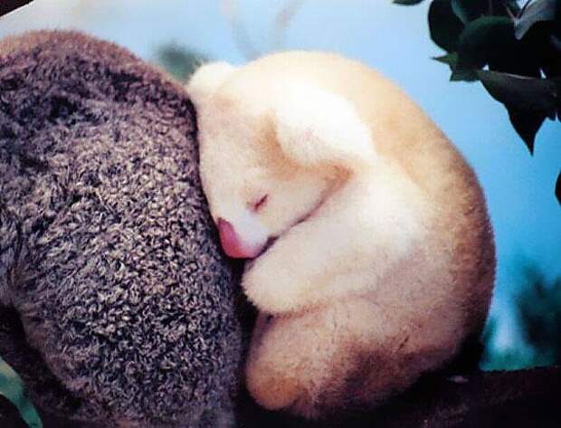 коала альбинос