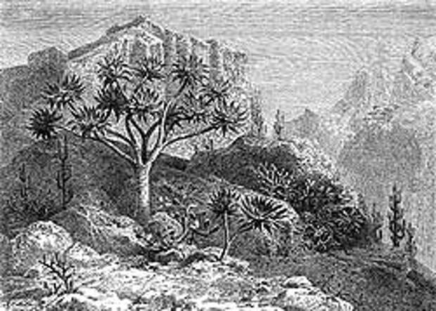 Нубийская пустыня. Гравюра из книги «Plantae Tinneanae» (1867 г.)
