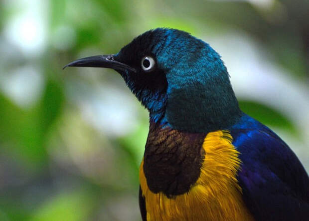 Экзотические птицы: 20 ярких фотографий пернатых  