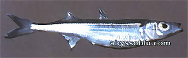 Коричневая атерина (Atherina bonapartei) фото фотография с http://www.sportesport.it/images/Biology/Fishes/Mugiliformes/atherinaBoyeri.jpg