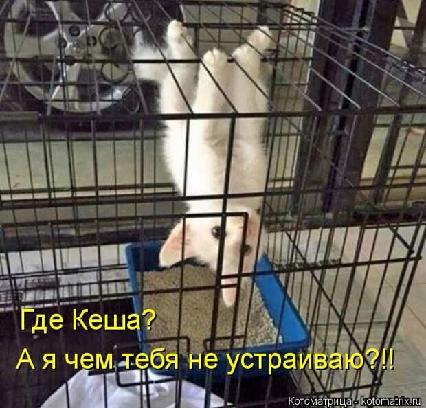 Лучшие котоматрицы недели (50 фото)