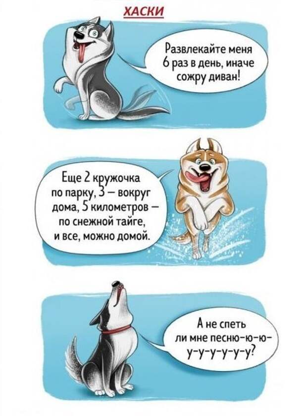 Весёлый гид по породам собак Породы собак, особенности пород, собаки, юмор
