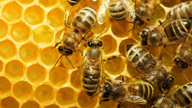 Пчеловод Тастан: бороться с эпидемией пчел можно только сожжением ульев