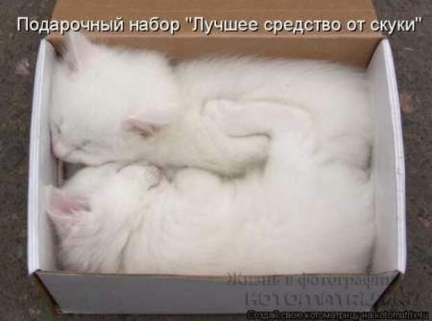 Сборка котоматриц