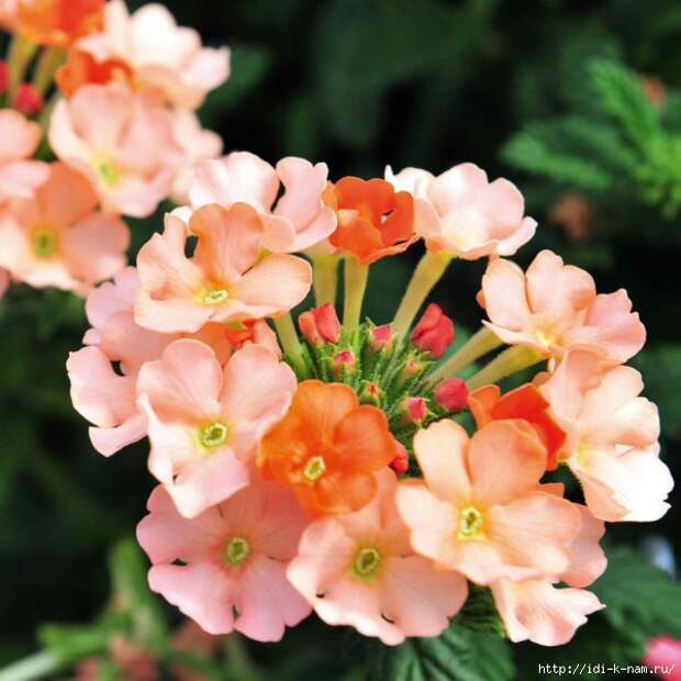 42154_Empress-Flair_Peach_D_enl-e1460806646861 (600x600, 229Kb)