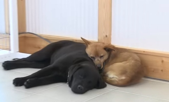 Собаки спят Две собаки
