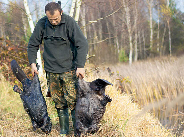 Hunt 14. Дрозд желчь Хант охотник.