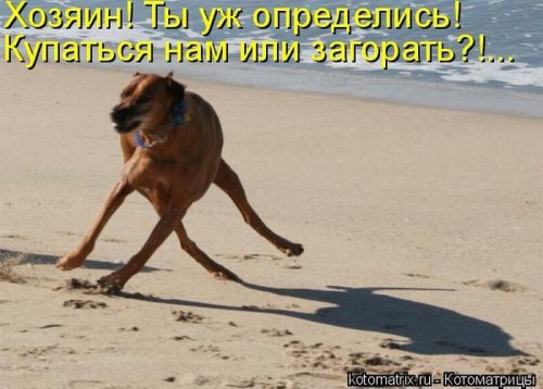 Новая котоматрица за неделю