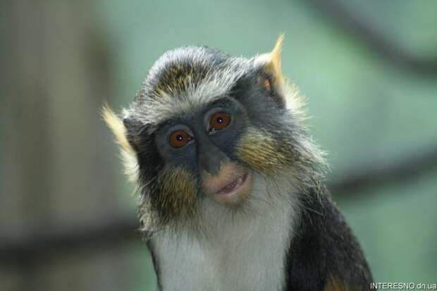 Фотографии обезьян