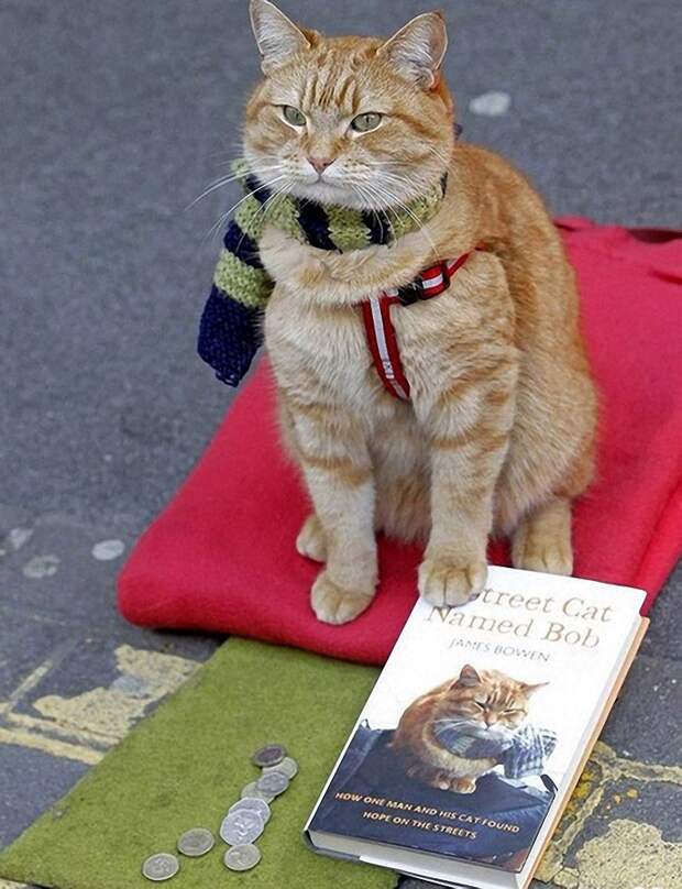 Bobthecat01 Рыжий кот Боб