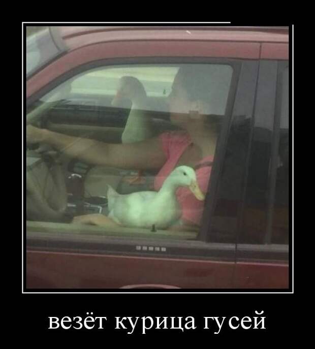 Демотиваторы