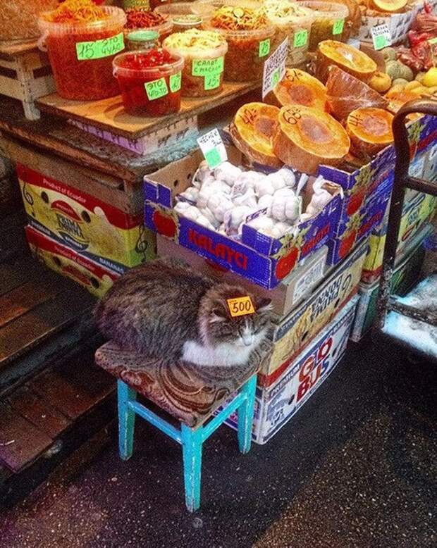 Приколы
