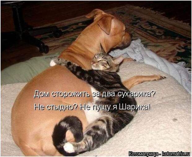 Лучшие котоматрицы недели (50 фото)