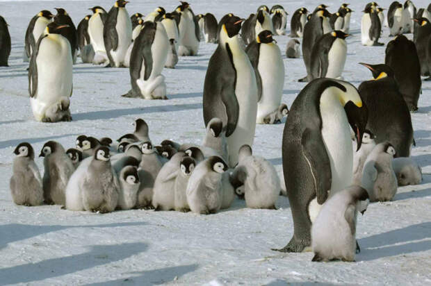 Королевские пингвины на Южном полюсе.
