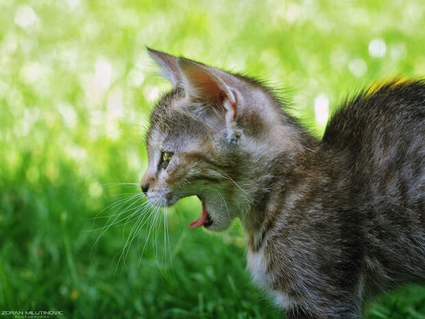 Mr. Big Yawn by ZoranPhoto