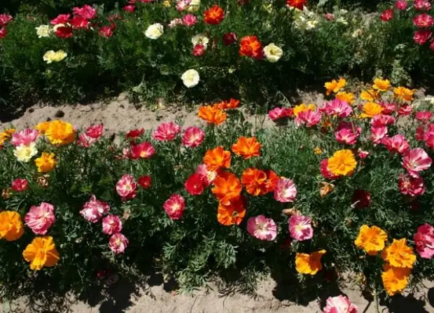 7 шикарных цветов-самосеек для ленивого садовода, которые украсят любой участок